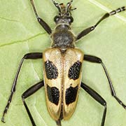 Pachyta quadrimaculata (11–20 mm)