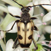 Pachytodes cerambyciformis (7–11 mm)