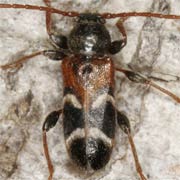 Phymatodes alni (4–6.5 mm)