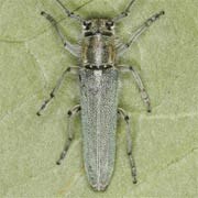 Phytoecia coerulescens (8–14 mm)