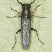 Phytoecia cylindrica