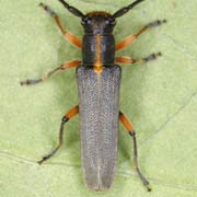 Phytoecia icterica (7&ndash;10 mm)