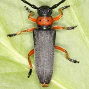 Phytoecia nigripes (10–16 mm)