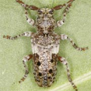 Pogonocherus fasciculatus (5–8 mm)