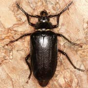 Prionus coriarius (18&ndash;45 mm)