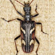 Rhagium bifasciatum (12&ndash;22 mm)