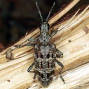 Rhagium inquisitor (10–21 mm)