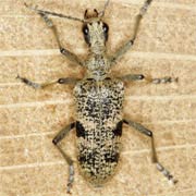 Rhagium mordax (13–22 mm)