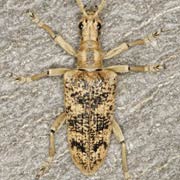 Rhagium sycophanta (17–30 mm)