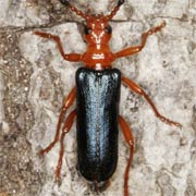 Rhamnusium bicolor (15–23 mm)