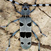 Rosalia alpina (15&ndash;38 mm)