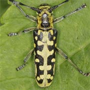 Saperda scalaris (12–18 mm)