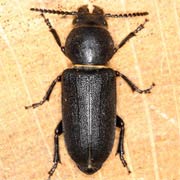 Spondylis buprestoides (12&ndash;24 mm)