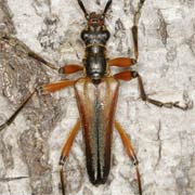 Stenocorus meridianus (15–25 mm)