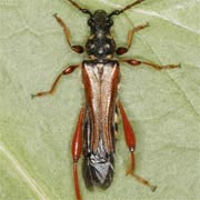 Stenopterus rufus (8–16 mm)