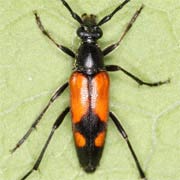 Stenurella bifasciata (7–10 mm)