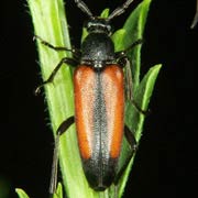 Stenurella melanura (6&ndash;9 mm)
