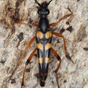 Strangalia attenuata (9–17 mm)