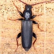 Tetropium castaneum (9–18 mm)