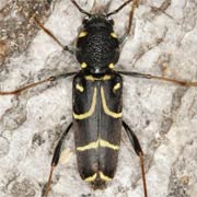 Xylotrechus antilope (8–13 mm)