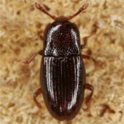 Cerylon fagi (2.1–2.6 mm)