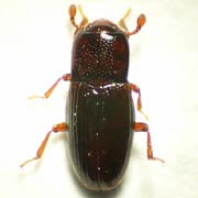 Cerylon ferrugineum (1.8–2 mm)