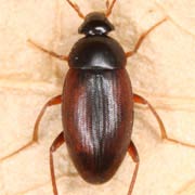 Choleva agilis (4–5 mm)