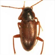 Choleva glauca (4–5 mm)