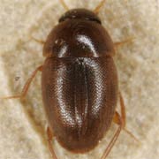 Nargus anisotomoides (1.5–2 mm)