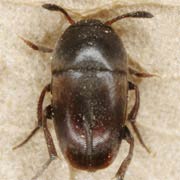 Ptomaphagus subvillosus (2.2–3.7 mm)