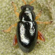 Aphthona herbigrada (1.6–2.2 mm)