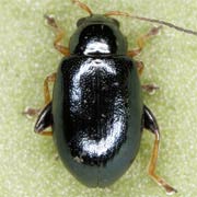 Aphthona nonstriata (2.2–3 mm)