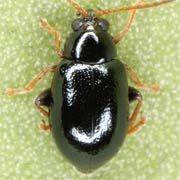 Aphthona venustula (1.8–2.4 mm)