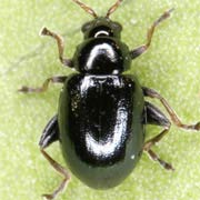 Aphthona violacea (2–2.4 mm)