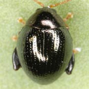 Apteropeda globosa (2.5–3 mm)