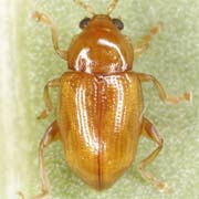 Asiorestia ferruginea (3–3.5 mm)