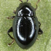 Asiorestia nigritula (1.8–2.8 mm)