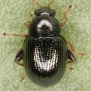 Batophila rubi (1.4–2 mm)