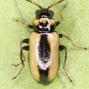 Calomicrus circumfusus (3–4 mm)