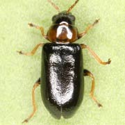 Calomicrus pinicola (3–4 mm)