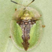 Cassida bergeali (5.5–7 mm)