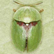 Cassida denticollis (5.5–7 mm)