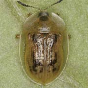 Cassida flaveola (4–6 mm)