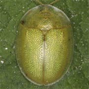 Cassida hemisphaerica (4–5 mm)