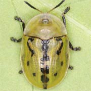Cassida murraea (7–8 mm)