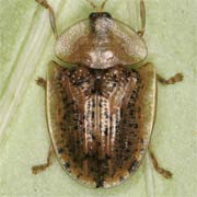 Cassida nebulosa (6–7 mm)