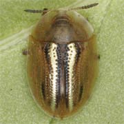 Cassida nobilis (4–5.5 mm)