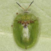 Cassida rubiginosa (6–7.5 mm)