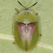 Cassida rufovirens (5–6 mm)