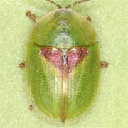 Cassida sanguinolenta (4–5.5 mm)